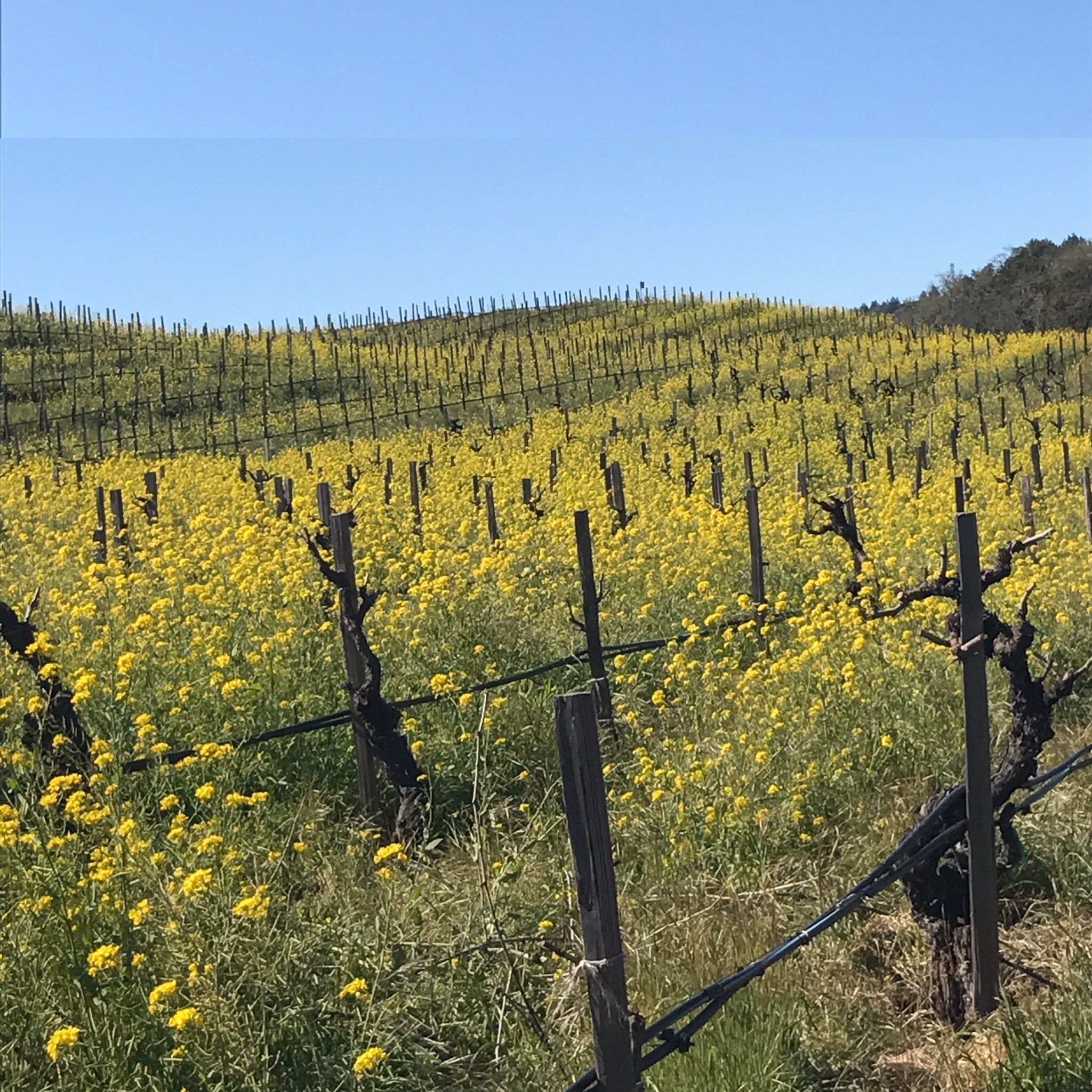 Sonoma Mustard