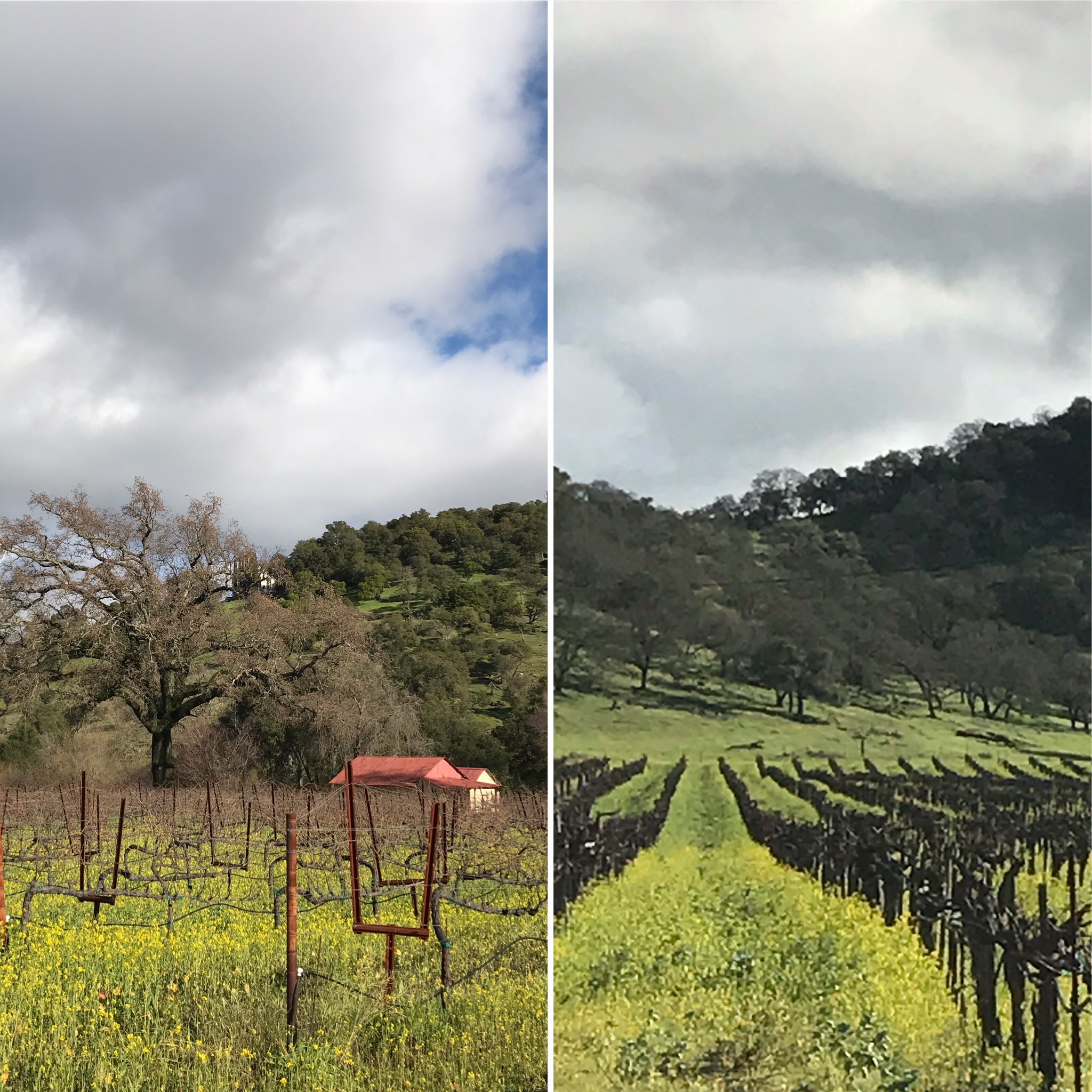 Sonoma Valley Mustard