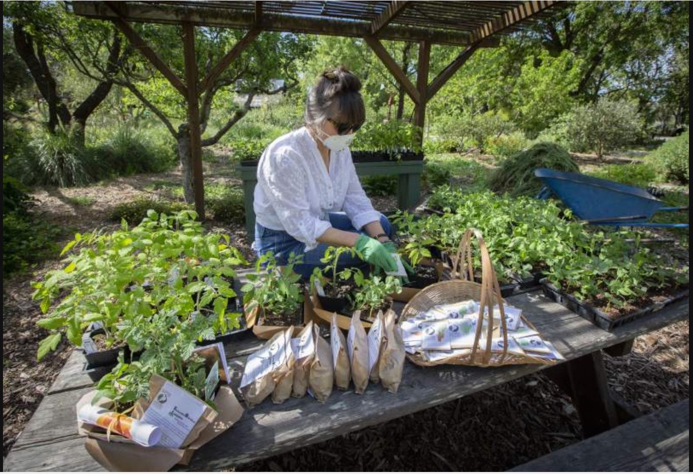 Victory Gardens