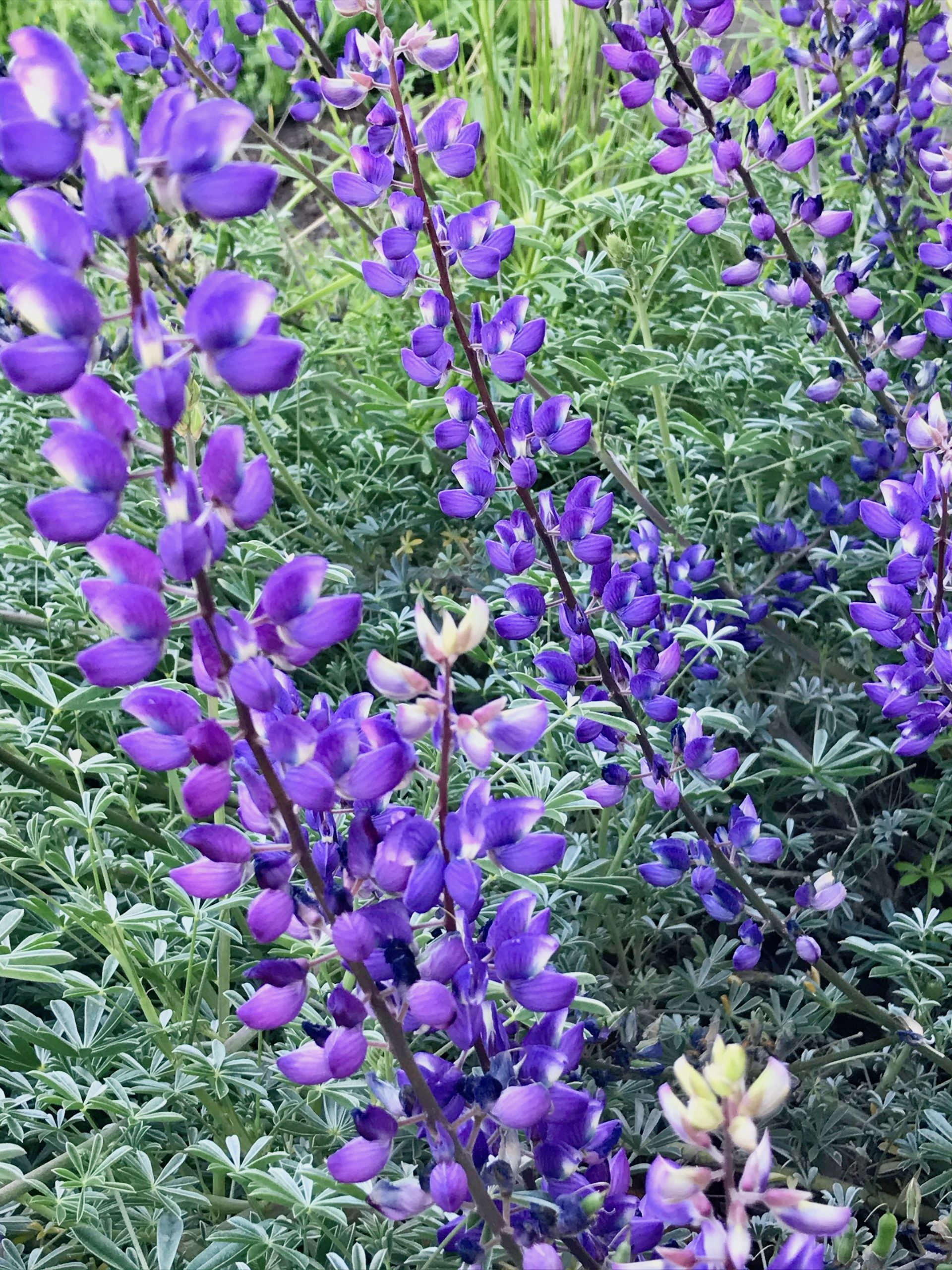 hummingbird flowers