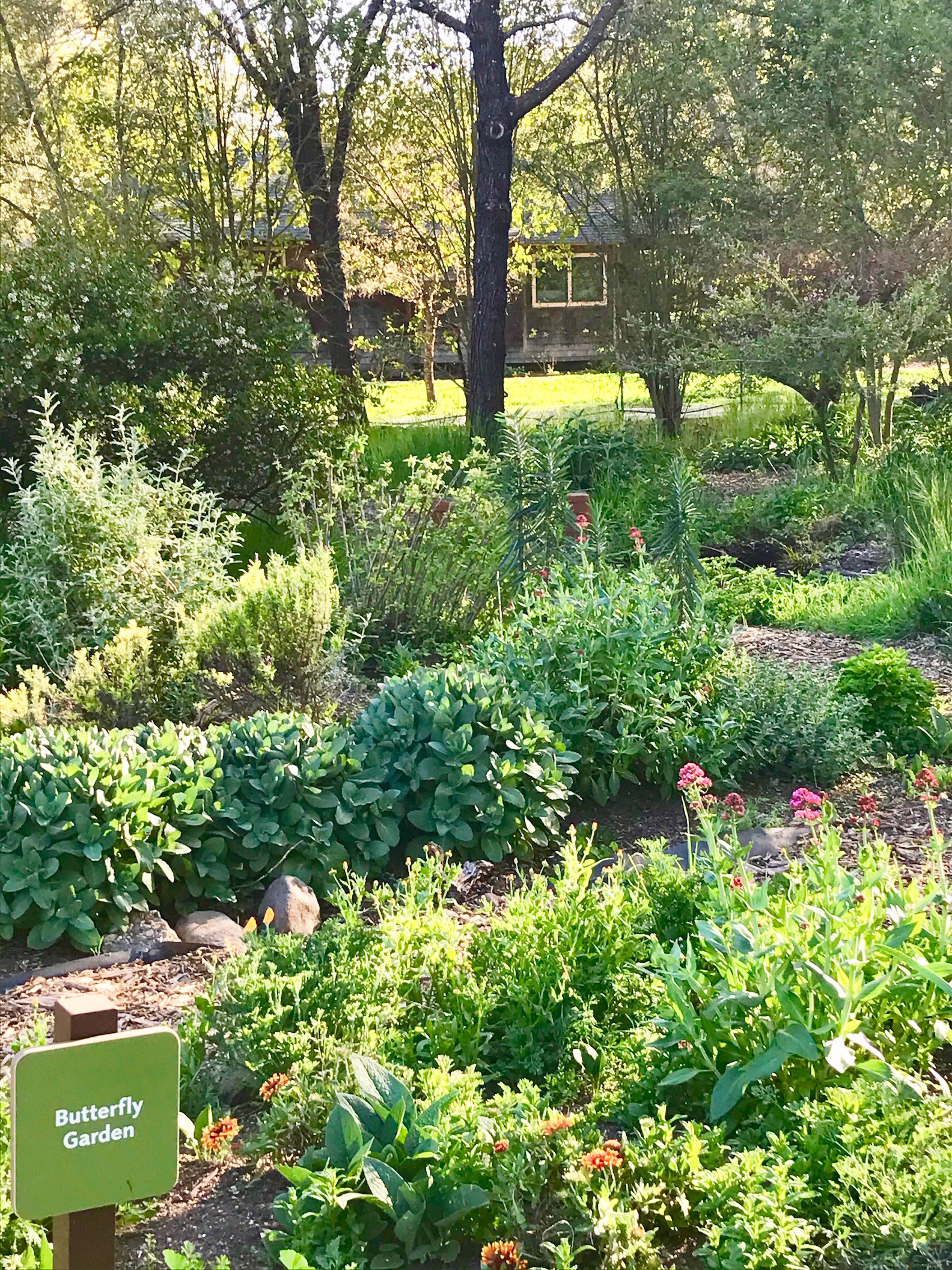 hummingbird flower garden