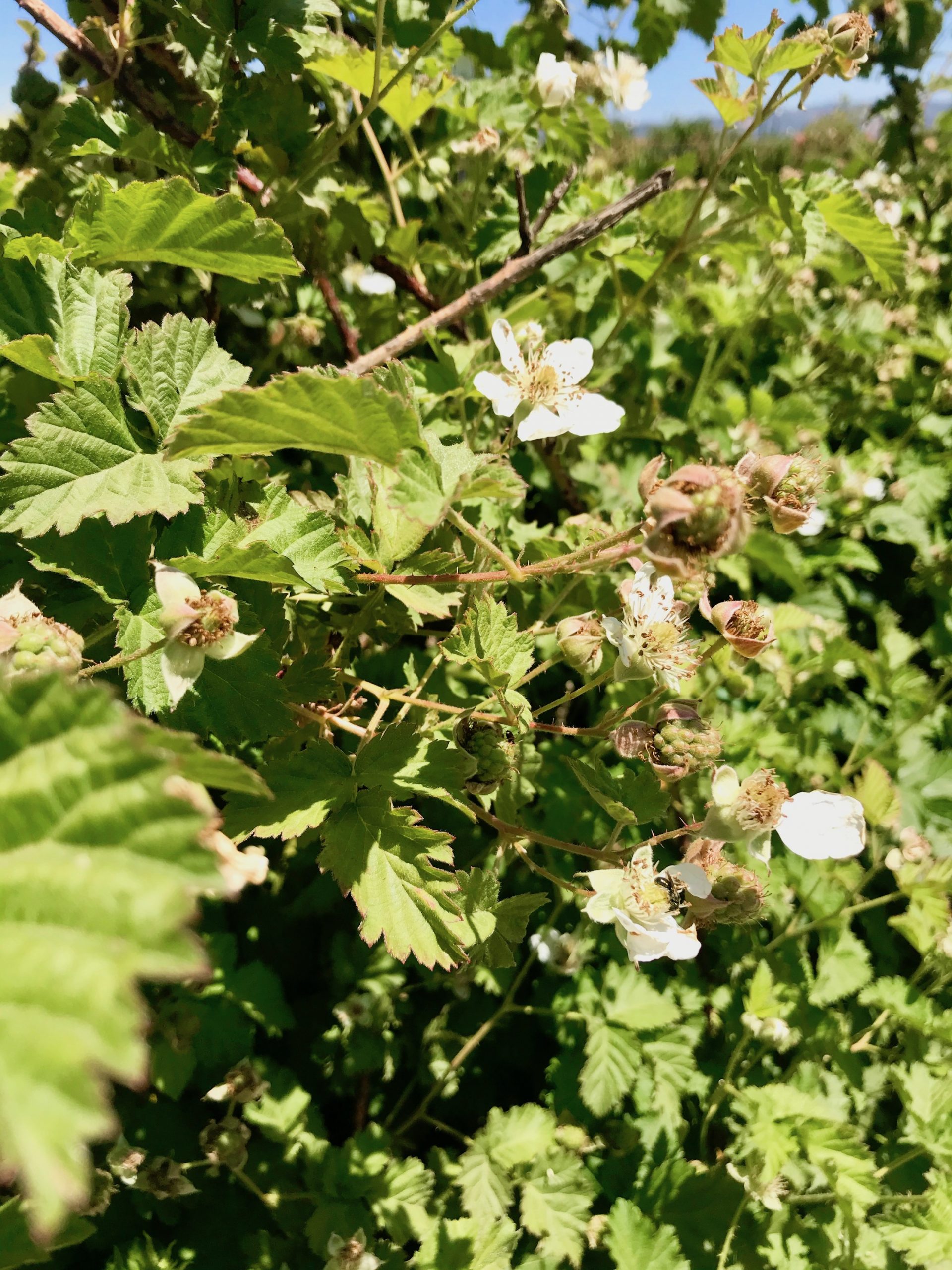 Blackberry patch