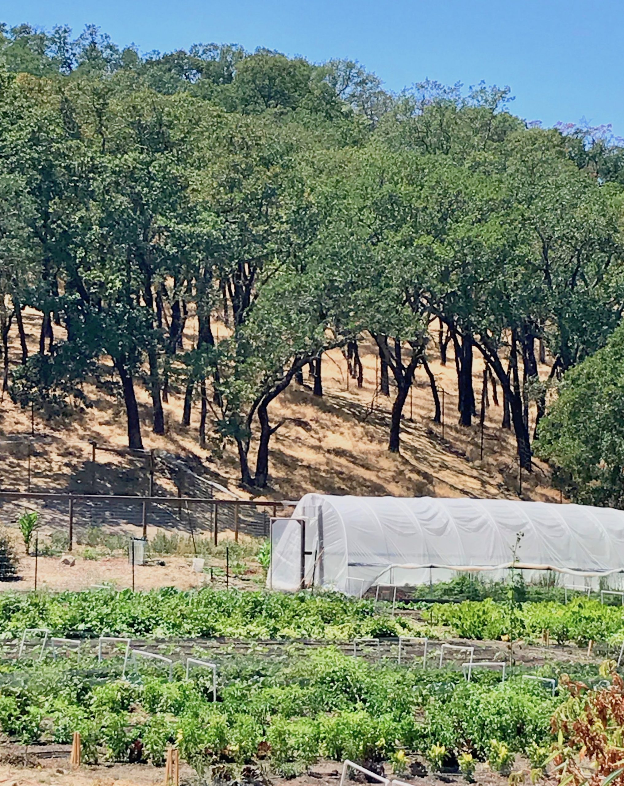 Sonoma Garden