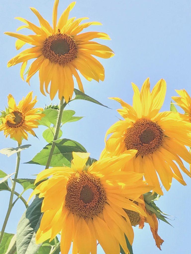 Sunflowers in Sonoma