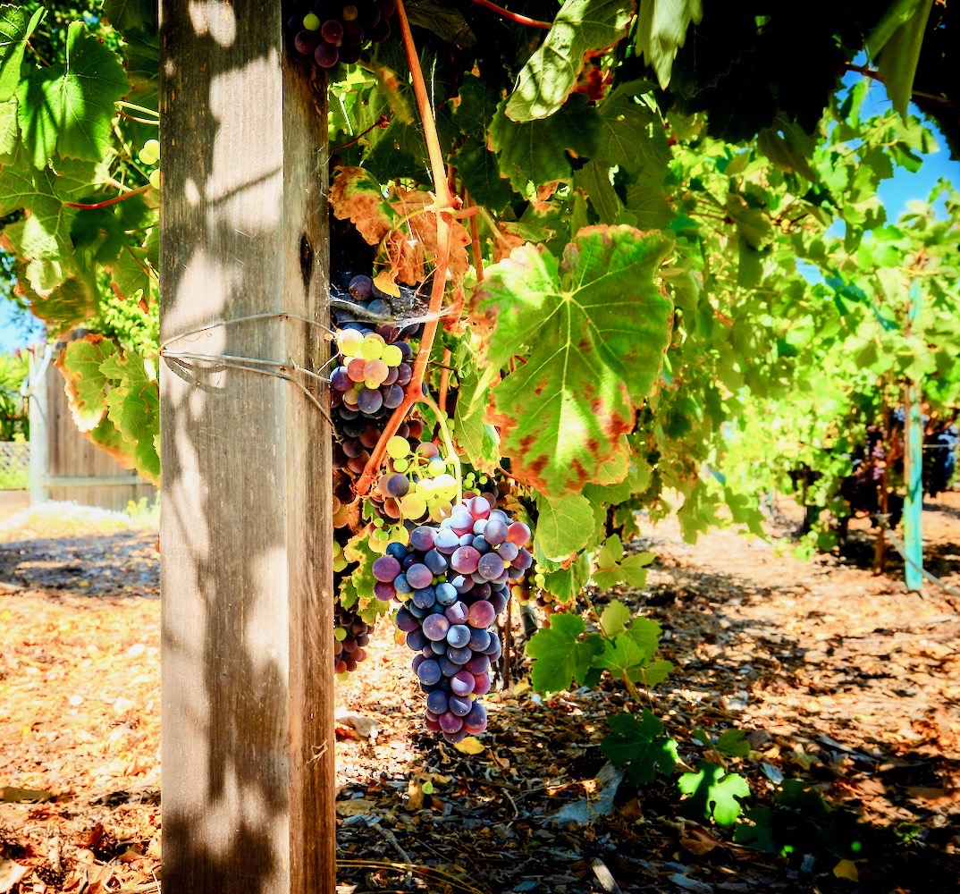 Sonoma Valley Vineyard