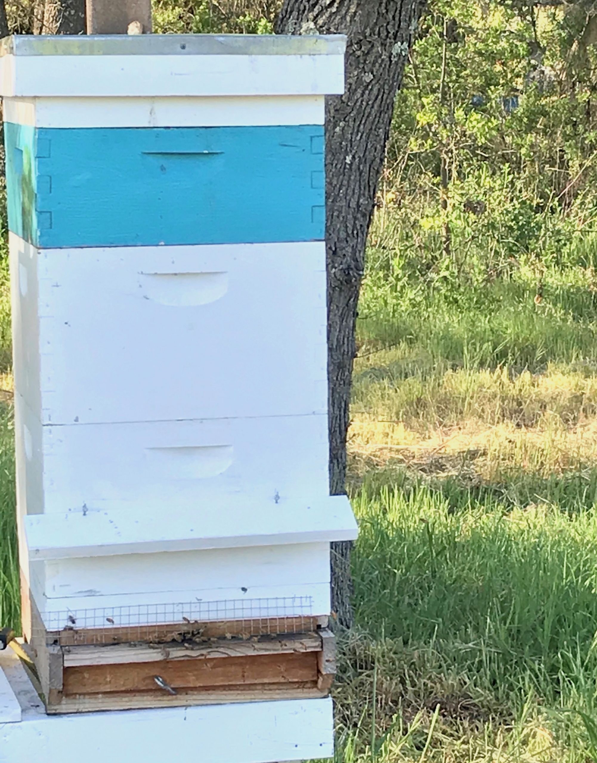 Sonoma Bee Hive