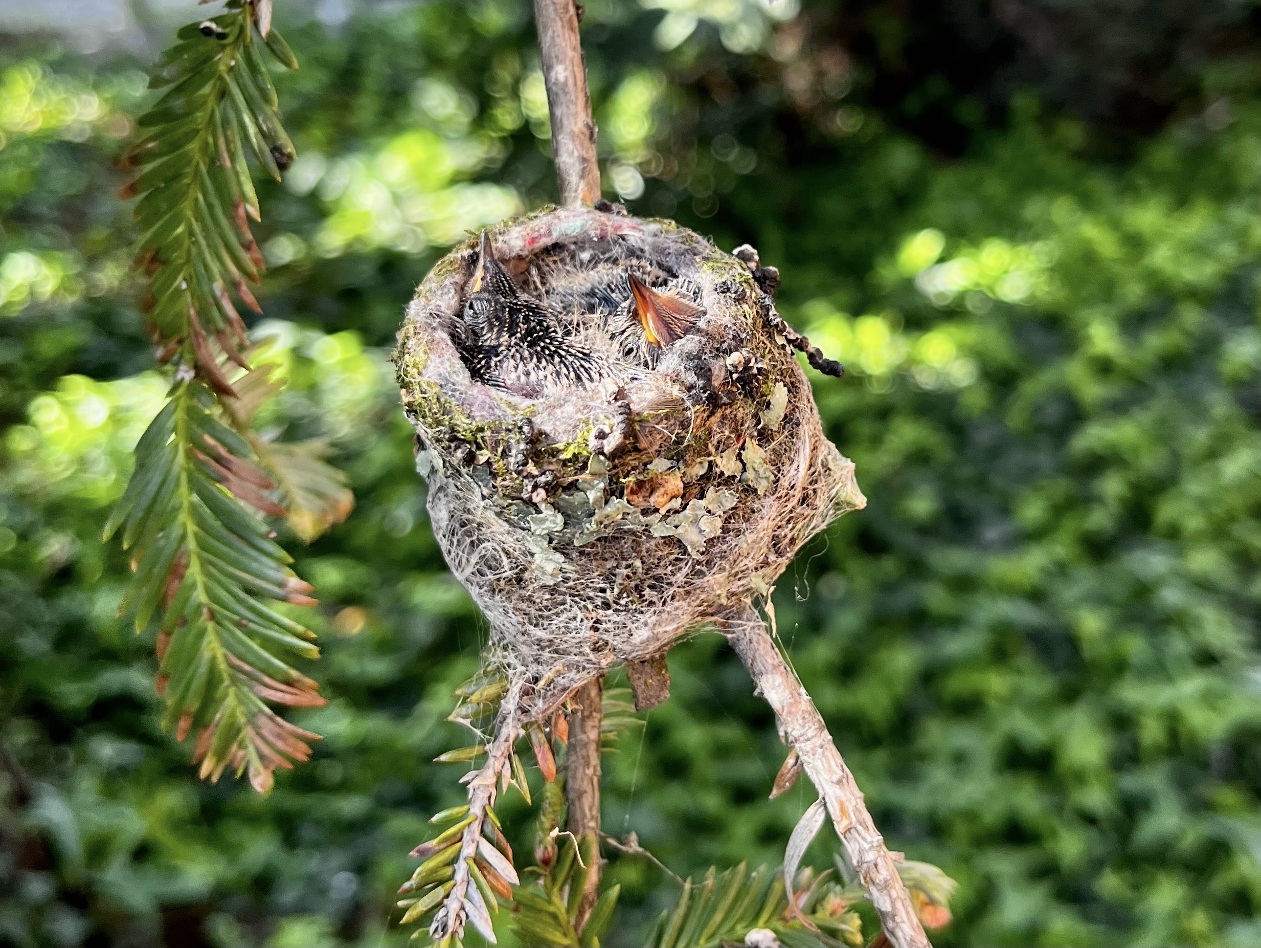 hummingbird nest