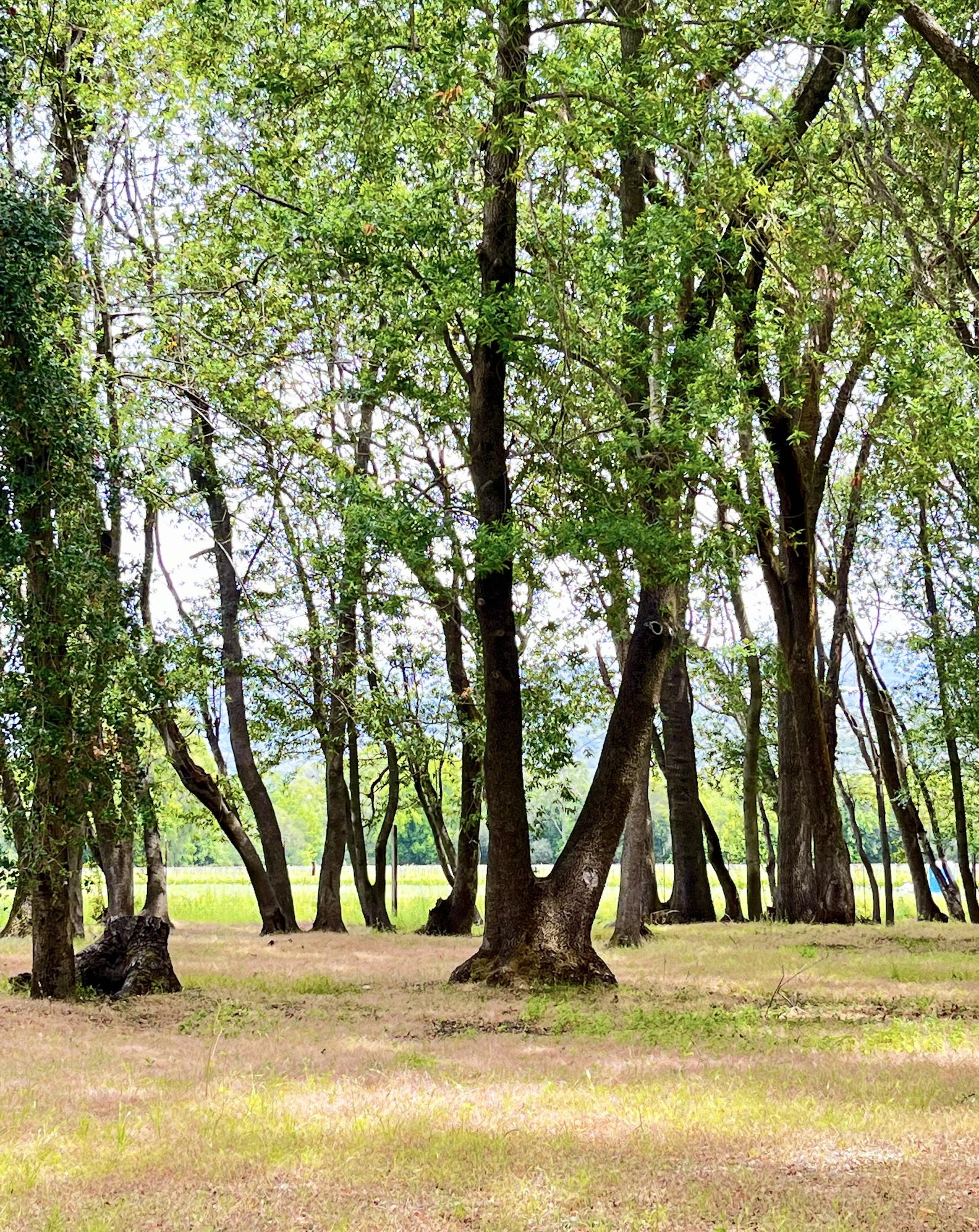 Land in Sonoma