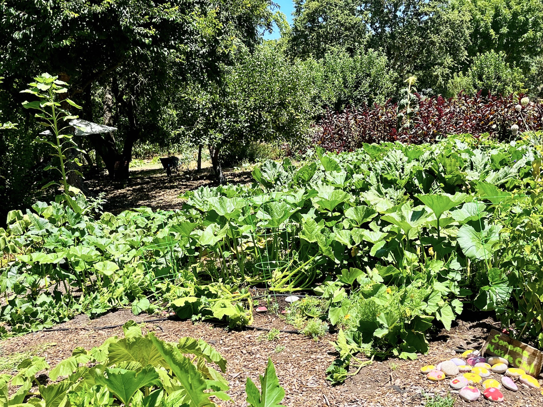 Pumpkins in Wine Country