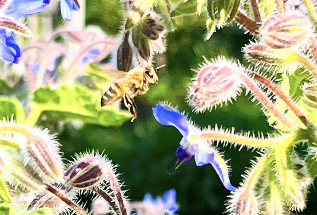 Bees in the garden