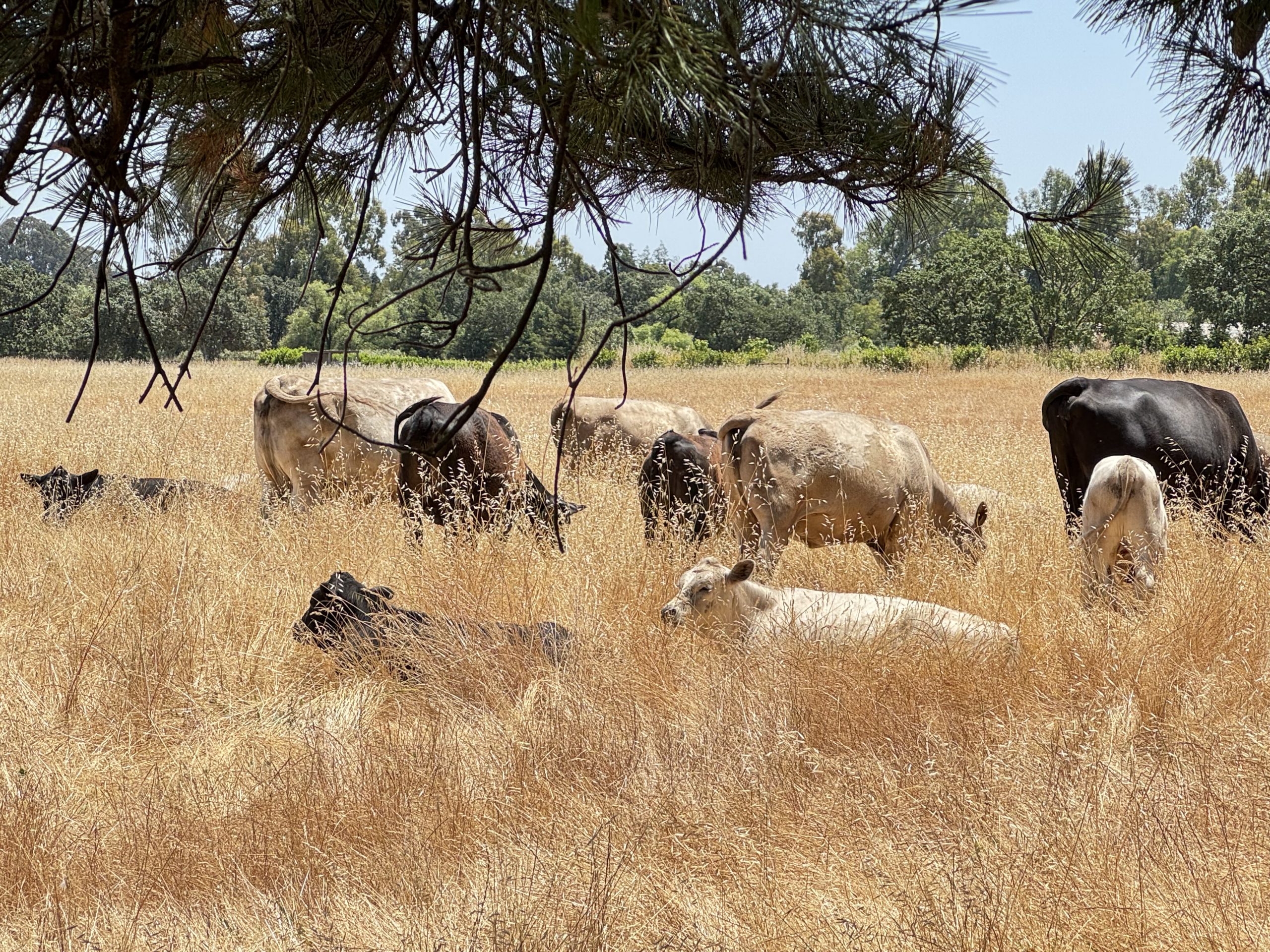 Summer in Sonoma