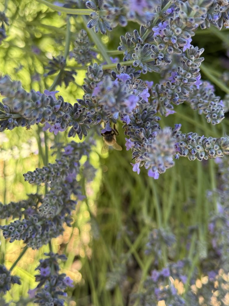 Summer gardens in Sonoma