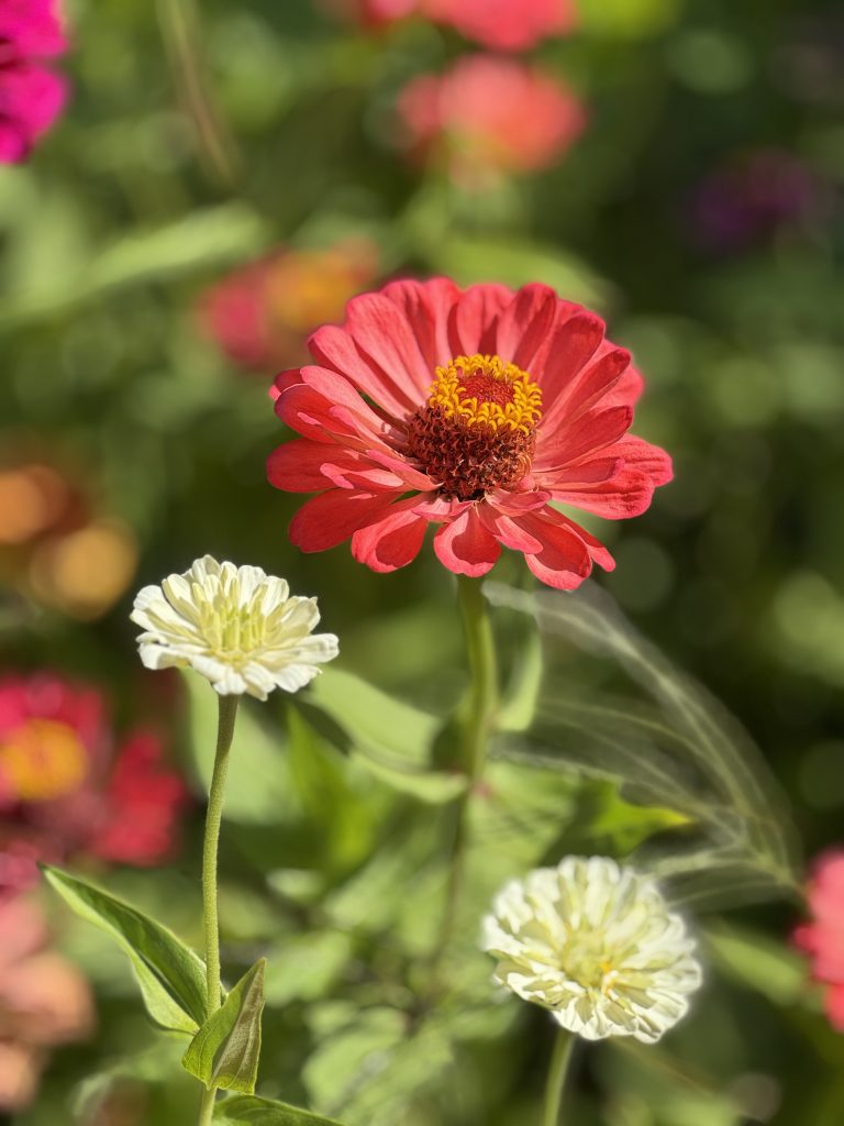 Gardens in Napa