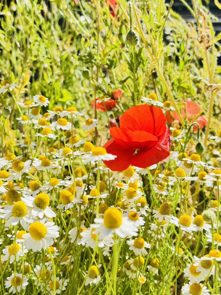 pollinator garden in Sonoma
