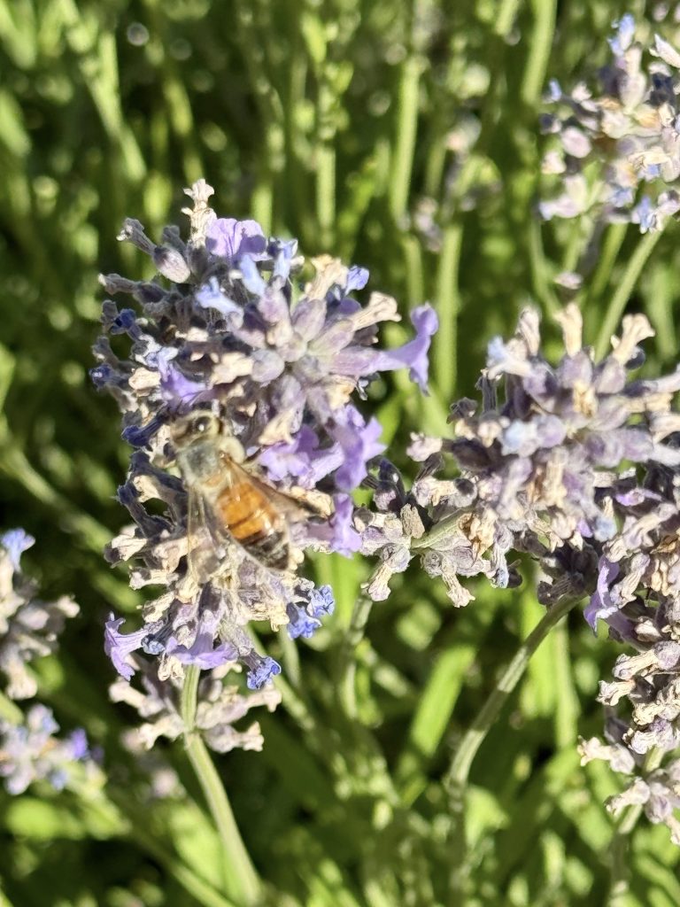 Sonoma pollinator gardens